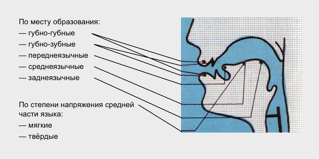 звонкие и глухие согласные