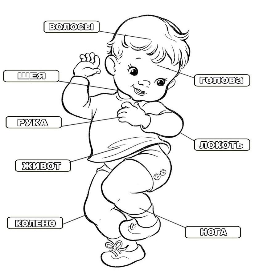 Анатомия для малышей и дошкольников: как рассказать ребёнку об устройстве тела
