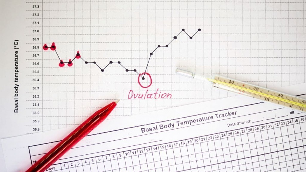 Как рассчитать день овуляции: признаки и методы определения